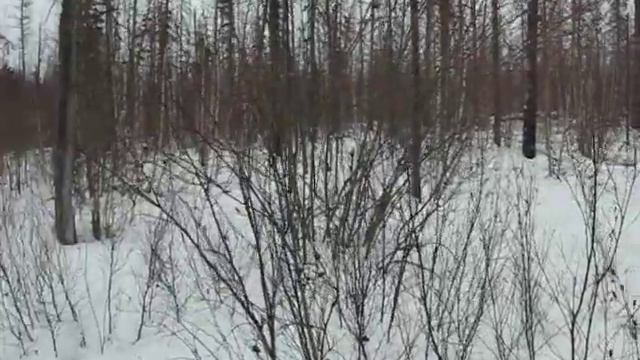 Следы лося. Зимние маршрутные учеты. Весна 2019