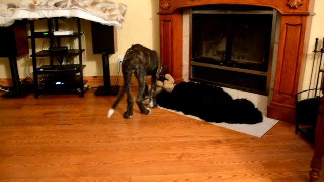 Wolfhound Discovers Wolf Hunting