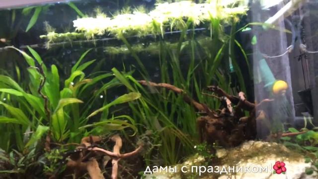 Вылупились улитки, пополнения