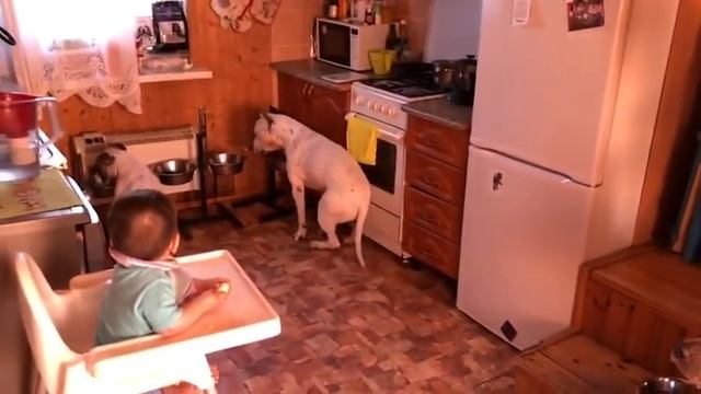 5 собак начинают есть только по команде хозяина