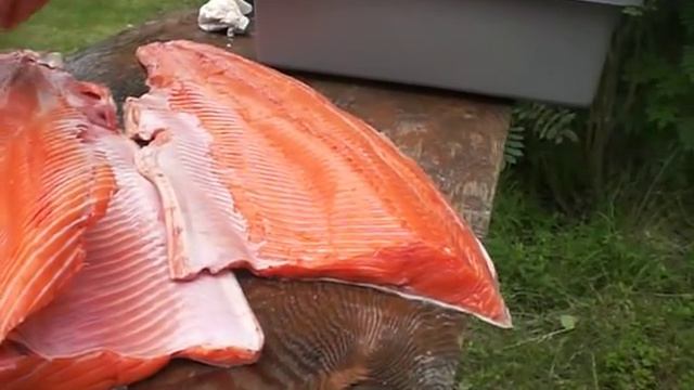 How To Fillet A Alaskan King Salmon