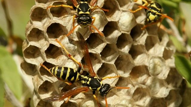 Бумажные осы