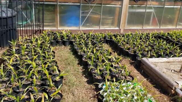 March Garden Update: Palm Nursery, Plumeria, Greenhouse, & More