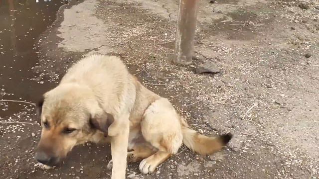 АСТРАХАНЬ МАЛЫШИ В ПОИСКАХ ДОМА.(1)