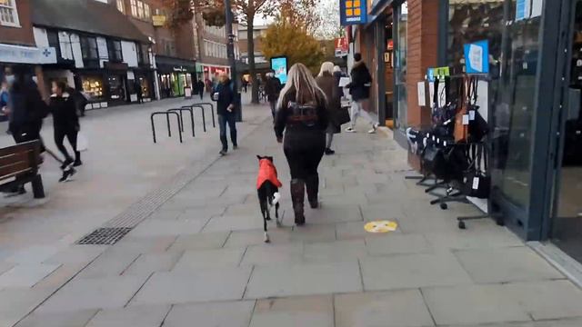 Spanish Rescue Podenco | Paddy | Dog Training In London