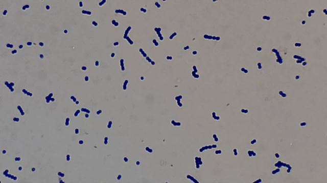 Enterococcus Gram Stained Footages  Demonstration