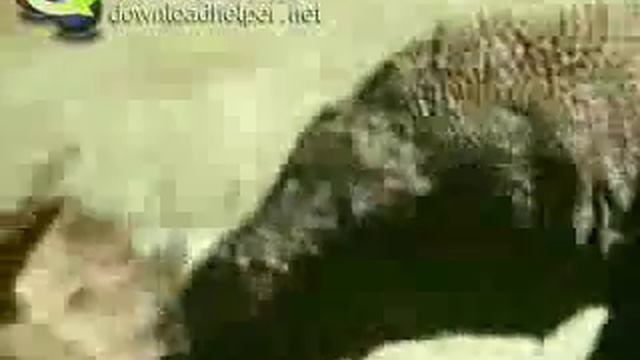 Варан