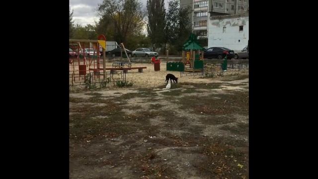 Белая Кошка, Чёрная Собака и Птица.