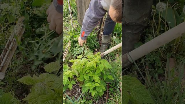 Малина выросла в шпалере винограда, пересадили🙂