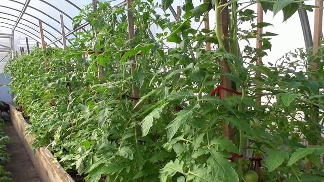 Обзор огорода 15 апреля с ответами на вопросы зрителей. Все будет хорошо! Ольга Чернова.