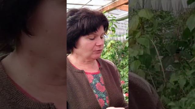Обрезка пеларгоний осенью. Ссылка🔗 в комментариях! #аннапирматова #пеларгонии