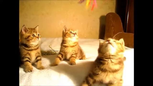 Шоколадные мраморные британские котята! Чудо детки из элитного питомника!