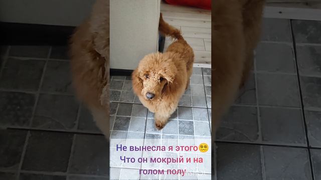 самый крупный мой Баксон из потомства (8 щенков) 😍😍😍
