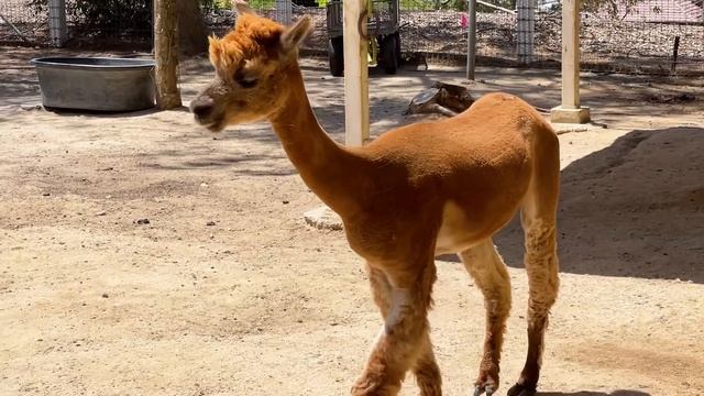 Jannie and Alex Visit the Alpaca Animal Farm | Kids Learn about Animals Educational Video