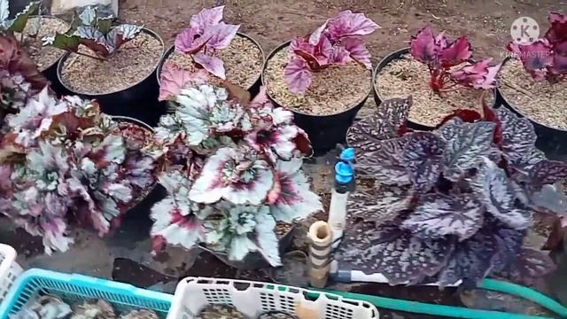 CEK HARGA BEGONIA HABIS LEBARAN @omtiochannel2490