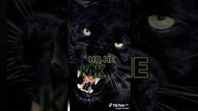 6f90c3078739bad329e1386b5be3cea2.mp4