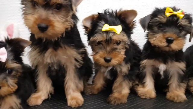 Купить щенка йорка в москве