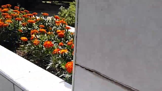 Цветы в соседнем дворе