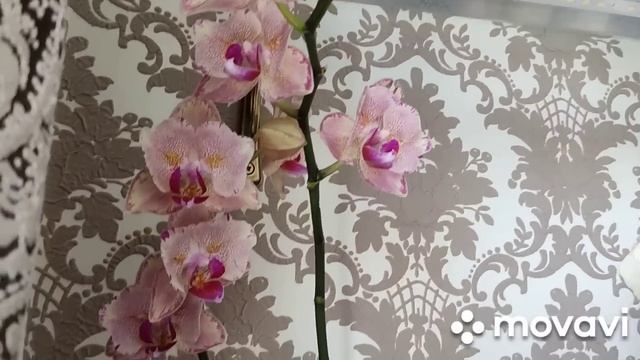 Полила удобрением и лишилась всех цветов ! ?♀️Не делайте ошибок! Что правда, а что бред?