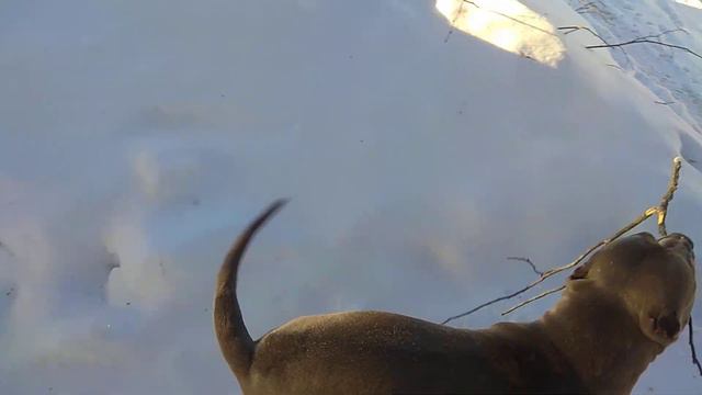 Питбуль Хан. Встречаем дедушку