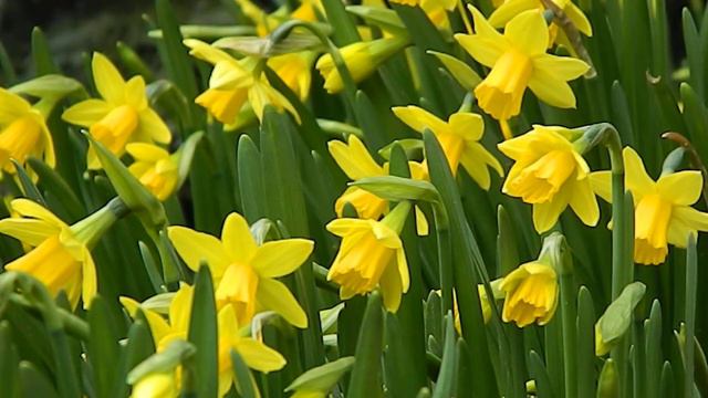 Narcissus Tete A Tete