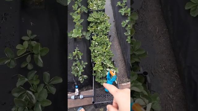 ПЯТНИСТОСТЬ НА РАССАДЕ КЛУБНИКИ 30 июля SHORTS.