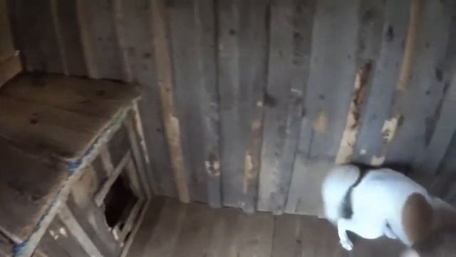 Мотоцикл МИНСК-покатушки по родной деревне.