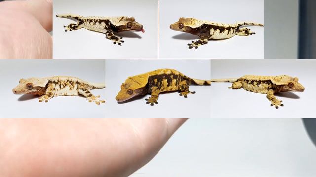 B71806ccd4bbf90731b7c9fdfe307c54