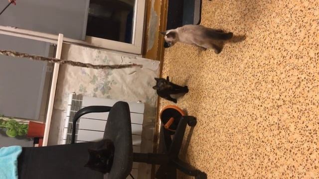 Cf42ce40153456a57e7a918d88b8d193