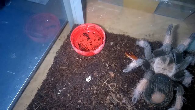 Птицеед Brachypelma Emilia L11 Shelon кушает