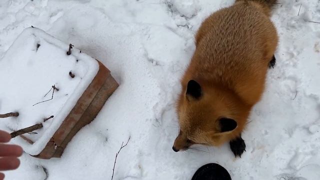 Алиса лиса. Лисья благодарность (Fox Gratitude).