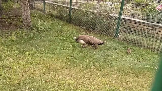 Я сняла маленьких палинчиков.Санаторий Затишье Брянской области.