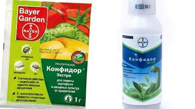 Как правильно подготовить Сливу к обильному урожаю