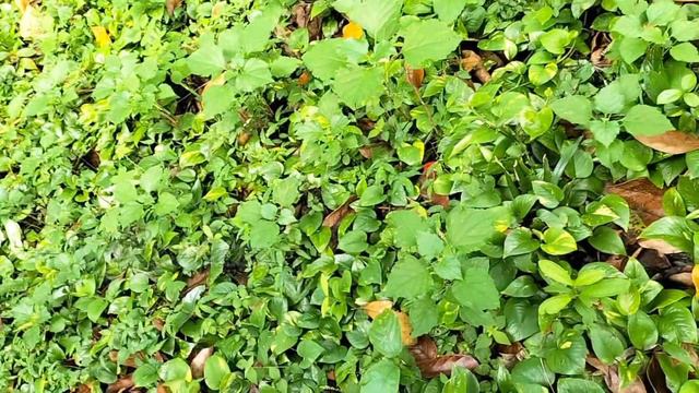 #plant Hunting Malayalam#zero Cost Plant Hunting#caledium Hunting#plant Hunting #indoor Planthuntin