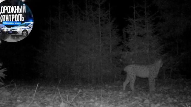 В Ленобласти в фотоловушку попала семья рысей. На видео можно увидеть маму-рысь с котятами.
