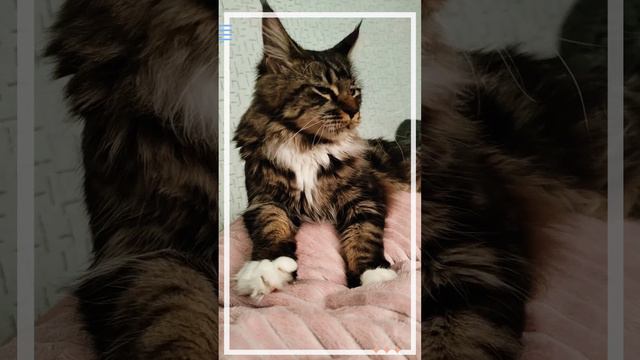 каждодневное утро 💕🥰