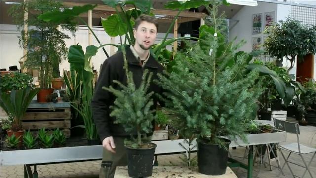 Serbisk Søjlegran   Picea Omorika