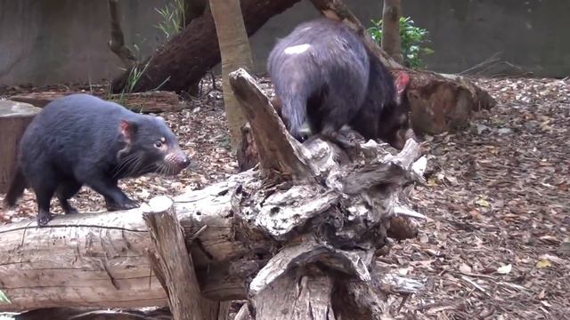 The Wild Tasmanian Devil