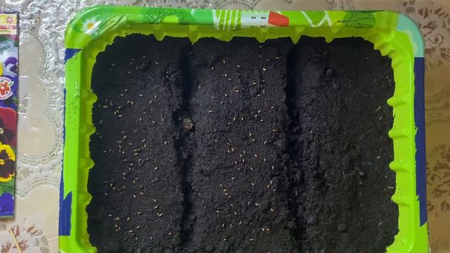 Посев Виолы на рассаду 2022