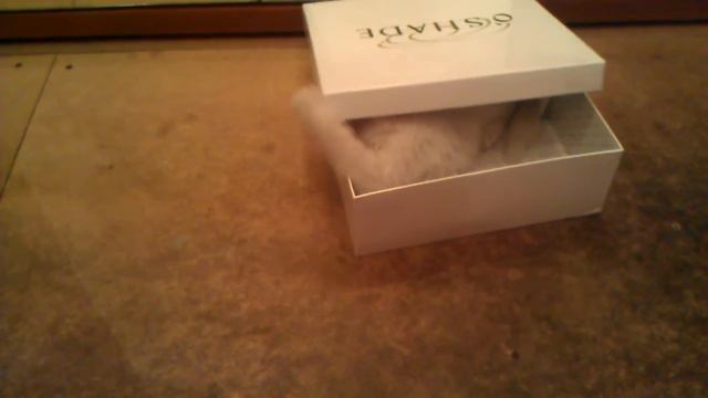 Турецкая ангора / Turkish Angora