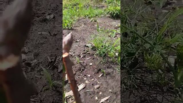 У нас можно купить спаржу Аполло