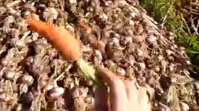 Лук, чеснок. Урожай 2018.