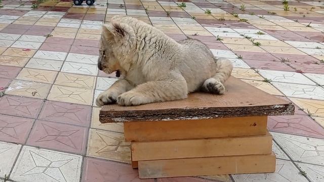 1ee5a5d695309b8c8972f2e28758dec4