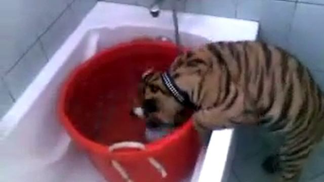 ТИГРЁНОК КУПАЕТСЯ.mp4