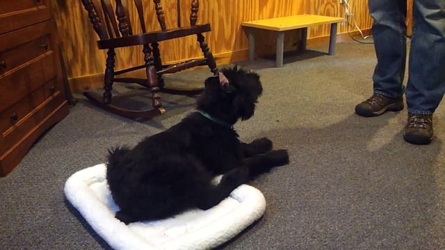 Nanuk Giant Schnauzer Early Puppy Training Protection Dog For Sale