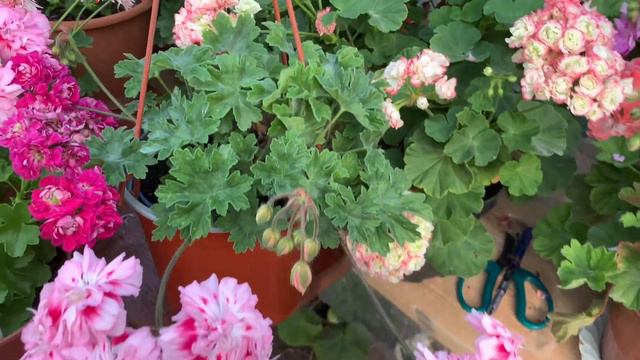 Класифікація та види пеларгоній на прикладі колекції Наталії Затяжчук