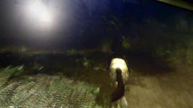 13 часть Скайрима 5 соловьи