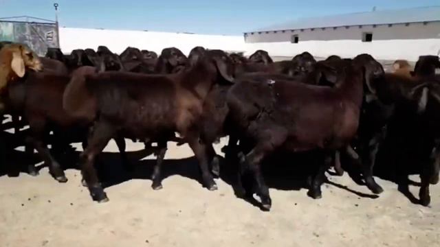 Гиссарские ягнята! Кочкары на племя! Байдибекский район, село Мадениет. 87024452641, 87715635046