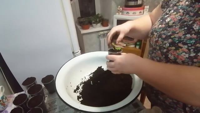 Пикировка петунии  в стаканчики .