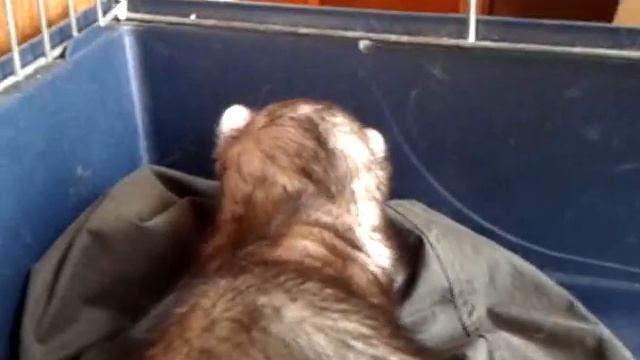 Video 2013 07 29 16 35 22